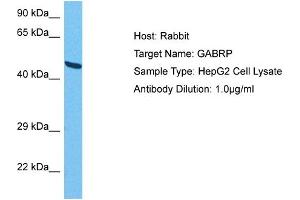 Host:  Rabbit  Target Name:  GABRP  Sample Tissue:  Human HepG2 Whole Cell  Antibody Dilution:  1ug/ml (GABRP Antikörper  (N-Term))
