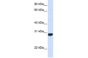 PNPO antibody used at 1 ug/ml to detect target protein. (PNPO Antikörper  (N-Term))