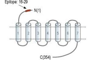anti-Lysophosphatidic Acid Receptor 3 (LPAR3) (AA 16-29), (Extracellular), (N-Term) antibody