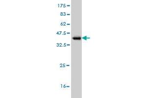 Western Blotting (WB) image for anti-Target of Myb 1 (TOM1) (AA 394-491) antibody (ABIN564328)