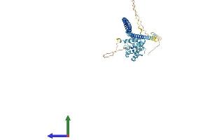 AlphaFold protein structure predicition of Mouse Recombinant Ift57 Protein, UniprotID Q8BXG3