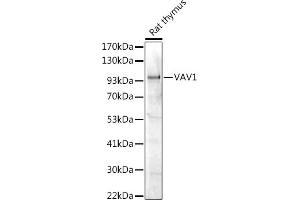 Western blot analysis of extracts of Rat thymus, using V antibody (ABIN7271302) at 1:1000 dilution. (VAV1 Antikörper  (AA 100-200))