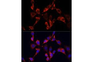 Immunofluorescence analysis of NIH/3T3 cells using DVL2 antibody (ABIN6130335, ABIN6139881, ABIN6139883 and ABIN6223455) at dilution of 1:100. (DVL2 Antikörper  (AA 1-340))
