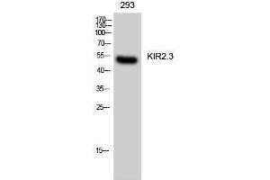 Western Blotting (WB) image for anti-Potassium Inwardly-Rectifying Channel, Subfamily J, Member 4 (KCNJ4) (Internal Region) antibody (ABIN3175768) (KCNJ4 Antikörper  (Internal Region))