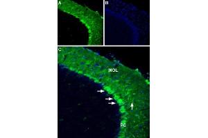 Expression of Apelin receptor in mouse brainImmunohistochemical staining of mouse cerebellum free floating frozen sections using Anti-Apelin/APJ Receptor (extracellular) Antibody (ABIN7581824), (1:600).