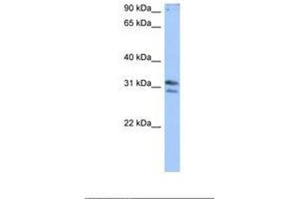 RG9MTD3 抗体  (AA 50-99)