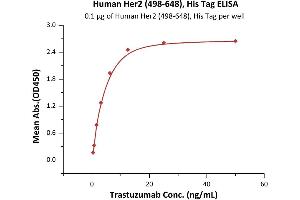 Immobilized Human Her2 (498-648), His Tag (ABIN6973094) at 1 μg/mL (100 μL/well) can bind Trastuzumab with a linear range of 0. (ErbB2/Her2 Protein (AA 498-648) (His tag))