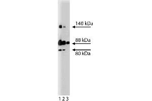 Western blot analysis of Mena on a SW13 cell lysate (Human adrenal gland carcinoma, ATCC CCL-105). (ENAH Antikörper  (AA 415-541))