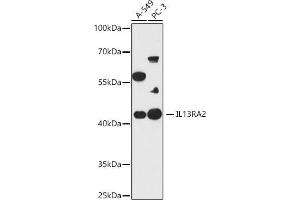IL13RA2 Antikörper