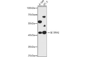 IL13RA2 antibody