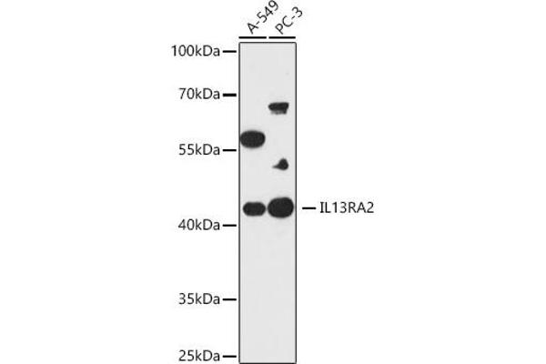 IL13RA2 antibody