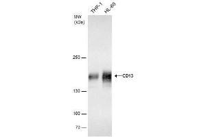 WB Image CD13 antibody detects CD13 protein by western blot analysis. (CD13 Antikörper)