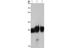 Western Blotting (WB) image for anti-Four and A Half LIM Domains 1 (FHL1) antibody (ABIN2430111)