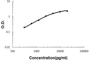 Sandwich ELISA - Recombinant mouse MBL2 protein standard curve. (MBL2 Antikörper  (AA 39-229))