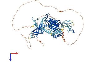WWP1 Protein (AA 1-922) (His tag)