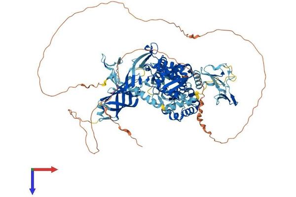 WWP1 Protein (AA 1-922) (His tag)