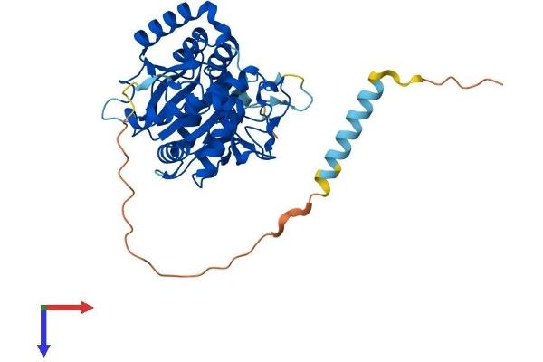 B3GNT6 Protein (AA 1-384) (His tag)
