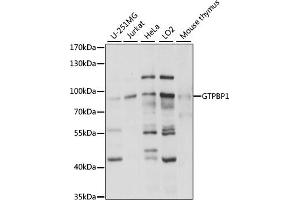 Western blot analysis of extracts of various cell lines, using GTPBP1 antibody (ABIN7267522) at 1:1000 dilution. (GTPBP1 Antikörper  (AA 10-280))