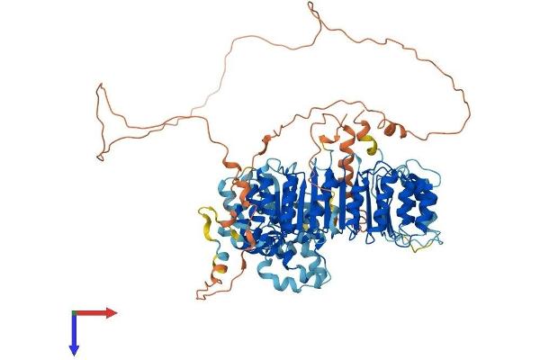 LRRC41 Protein (AA 1-807) (His tag)