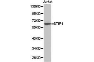 Western Blotting (WB) image for anti-Stress-Induced-phosphoprotein 1 (STIP1) antibody (ABIN1874977) (STIP1 Antikörper)