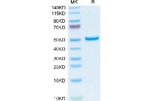 SDS-PAGE (SDS) image for Phospholipase A2, Group IB (PLA2G1B) (AA 23-148) protein (Fc Tag) (ABIN7275459)