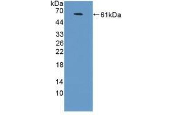 NCAM2 Antikörper  (AA 21-297)