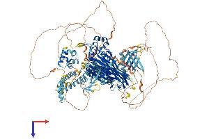 INPPL1 Protein (AA 1-1258) (His tag)