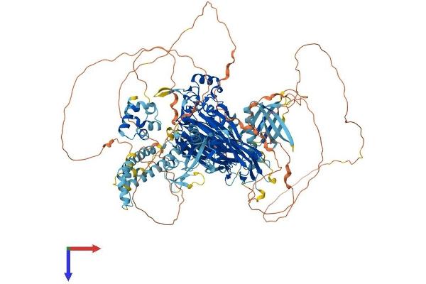 INPPL1 Protein (AA 1-1258) (His tag)