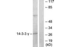 Western blot analysis of extracts from K562 cells, treated with insulin 0. (14-3-3 gamma Antikörper  (AA 51-100))