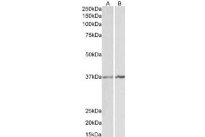 Western Blotting (WB) image for anti-Annexin A1 (ANXA1) (C-Term) antibody (ABIN335114)