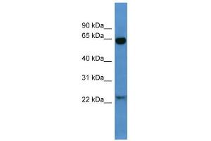 WB Suggested Anti-Baiap2 Antibody Titration:  0. (BAIAP2 Antikörper  (N-Term))