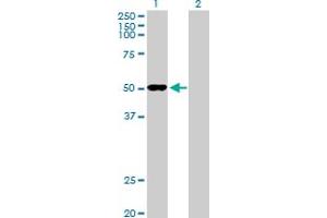 Western Blot analysis of ODC1 expression in transfected 293T cell line by ODC1 MaxPab polyclonal antibody. (ODC1 Antikörper  (AA 1-461))