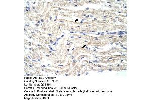 Human Muscle (ELL Antikörper  (N-Term))