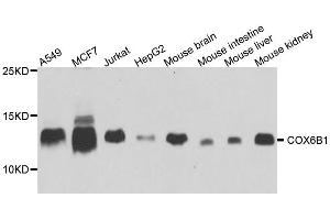 Western blot analysis of extracts of various cell lines, using COX6B1 antibody. (COX6B1 Antikörper  (AA 1-86))