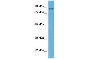 Host:  Rabbit  Target Name:  BRD4  Sample Tissue:  Human 293T Whole Cell  Antibody Dilution:  1ug/ml (BRD4 Antikörper  (C-Term))