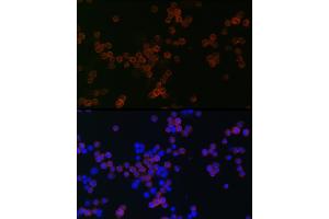 Immunofluorescence (IF) image for anti-CD68 Molecule (CD68) (AA 22-319) antibody (ABIN6138218)