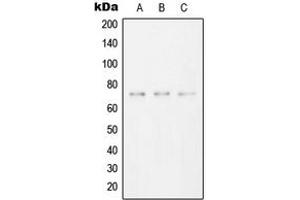 Western blot analysis of SYK expression in HeLa (A), Raw264. (SYK Antikörper  (C-Term))