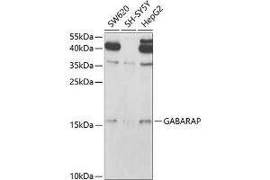 Western blot analysis of extracts of various cell lines, using GABARAP antibody (ABIN6129966, ABIN6140874, ABIN6140877 and ABIN6221250) at 1:1000 dilution. (GABARAP Antikörper  (AA 1-117))