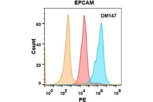 EPCAM protein is highly expressed on the surface of Expi293 cell membrane. (EpCAM Antikörper  (AA 24-314))