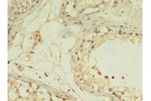 IHC analysis of paraffin-embedded human testis tissue, using G0S2 antibody (1/100 dilution). (G0S2 Antikörper  (AA 1-103))
