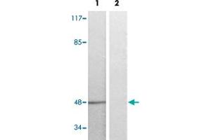 Western blot analysis of Lane 1: serum treated K562 cells, Lane 2: antigen-specific peptide treated K562 cells with EFNB1/EFNB2/EFNB3 (phospho Y324) polyclonal antibody  at 1:500-1000 dilution. (Ephrin B1 Antikörper  (pTyr324))
