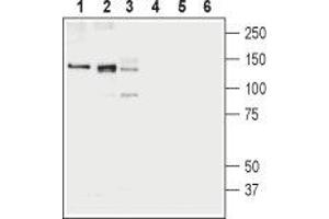 Western blot analysis of rat brain membranes (lanes 1 and 4), mouse brain membranes (lanes 2 and 5) and human K562 erythroleukemia cell lysates (lanes 3 and 6): - 1-3. (SLC12A4 Antikörper  (C-Term, Intracellular))