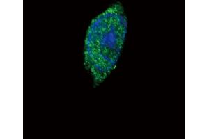 Confocal immunofluorescent analysis of JAK2 Antibody (C-term) (ABIN387982 and ABIN2844820) with Hela cell followed by Alexa Fluor 488-conjugated goat anti-rabbit lgG (green). (JAK2 Antikörper  (C-Term))