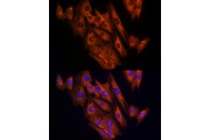Immunofluorescence analysis of C2C12 cells using CLIC1 Rabbit pAb (ABIN6128983, ABIN6138719, ABIN6138721 and ABIN6217770) at dilution of 1:150 (40x lens). (CLIC1 Antikörper  (AA 42-241))