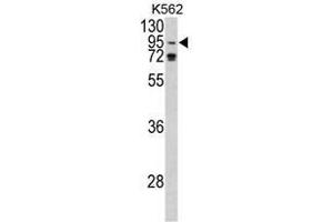 Image no. 1 for anti-Eukaryotic Translation Initiation Factor 2C, 1 (EIF2C1) (N-Term) antibody (ABIN452723) (AGO1 Antikörper  (N-Term))