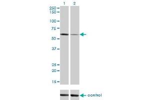 Western Blotting (WB) image for anti-Alkaline Phosphatase, Placental-Like 2 (ALPPL2) (AA 365-455) antibody (ABIN769091) (ALPPL2 Antikörper  (AA 365-455))