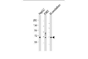 All lanes : Anti-TCF4 Antibody (N-term) at 1:1000 dilution Lane 1: HepG2 whole cell lysate Lane 2: K562 whole cell lysate Lane 3: Mouse cerebellum whole tissue lysate Lysates/proteins at 20 μg per lane. (TCF4 Antikörper  (N-Term))