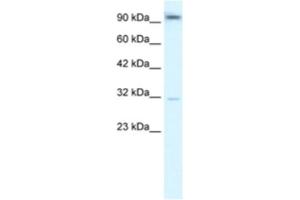 Western Blotting (WB) image for anti-Aryl Hydrocarbon Receptor (AHR) antibody (ABIN2460402) (Aryl Hydrocarbon Receptor Antikörper)