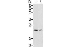 Western Blotting (WB) image for anti-Endothelin 2 (EDN2) antibody (ABIN2423392) (Endothelin 2 Antikörper)