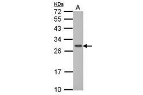 GIMAP6 anticorps  (AA 1-284)